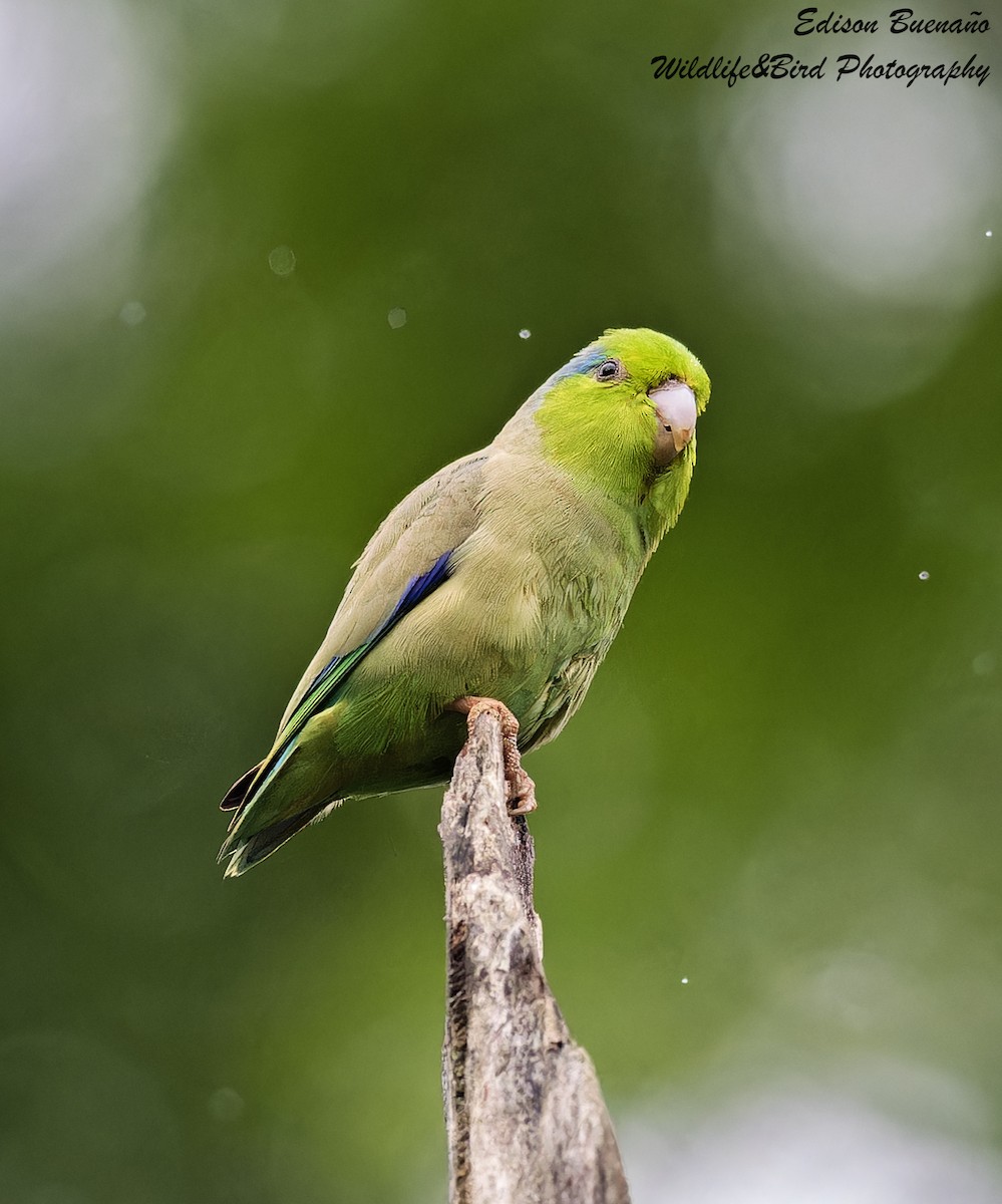 Pacific Parrotlet - ML620309581