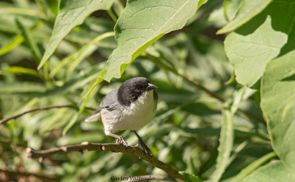 Black-capped Warbling Finch - ML620309582