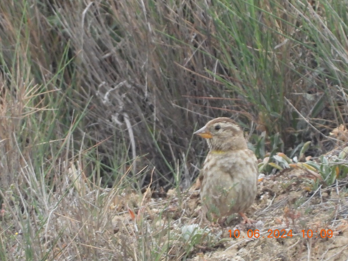 Rock Sparrow - ML620309584