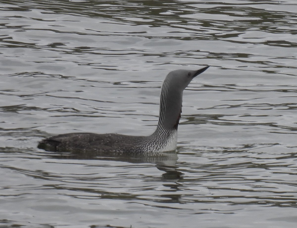 Red-throated Loon - ML620309586