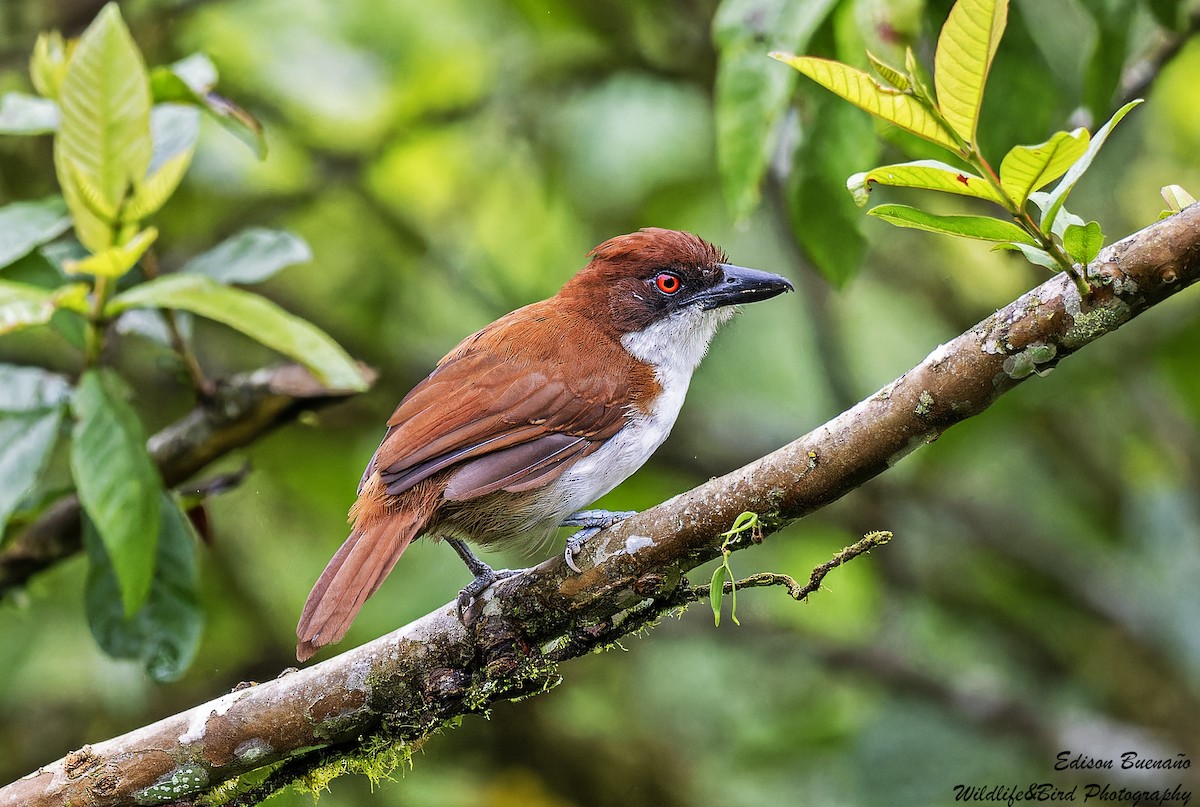 Great Antshrike - ML620309588