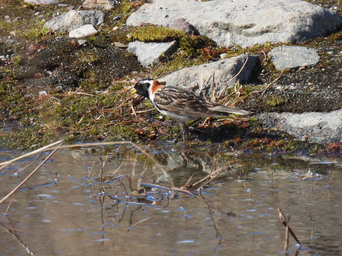 Lapland Longspur - ML620309619