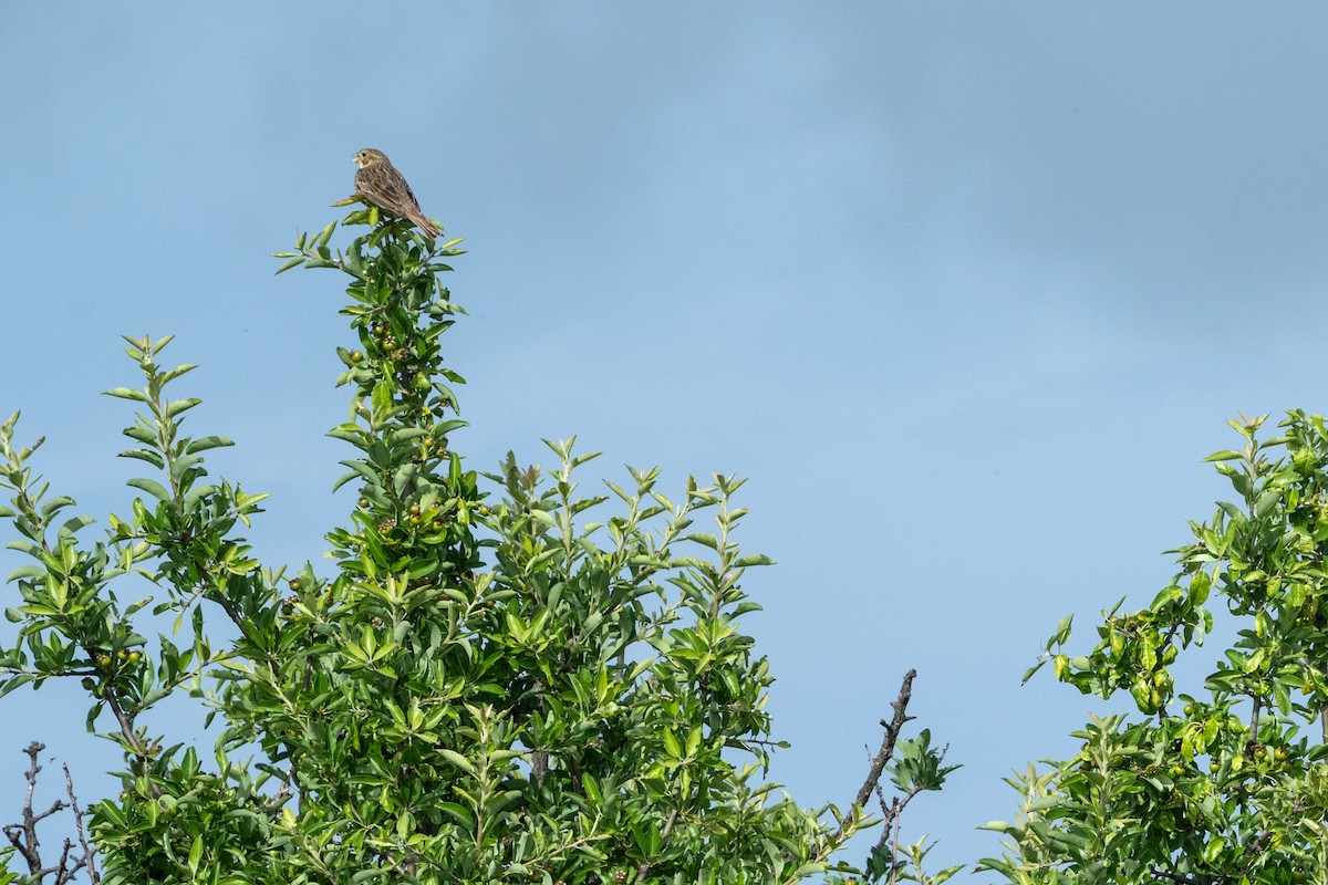 Corn Bunting - ML620309620