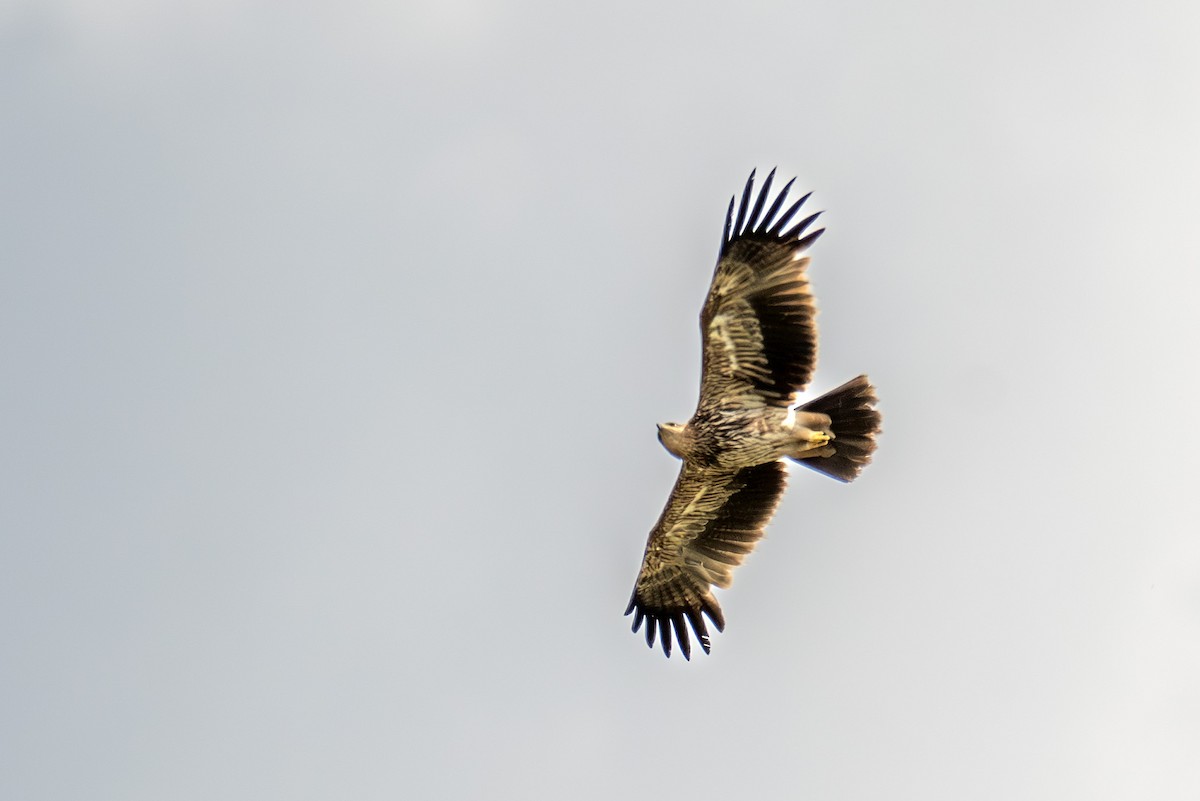 Águila Imperial Oriental - ML620309624