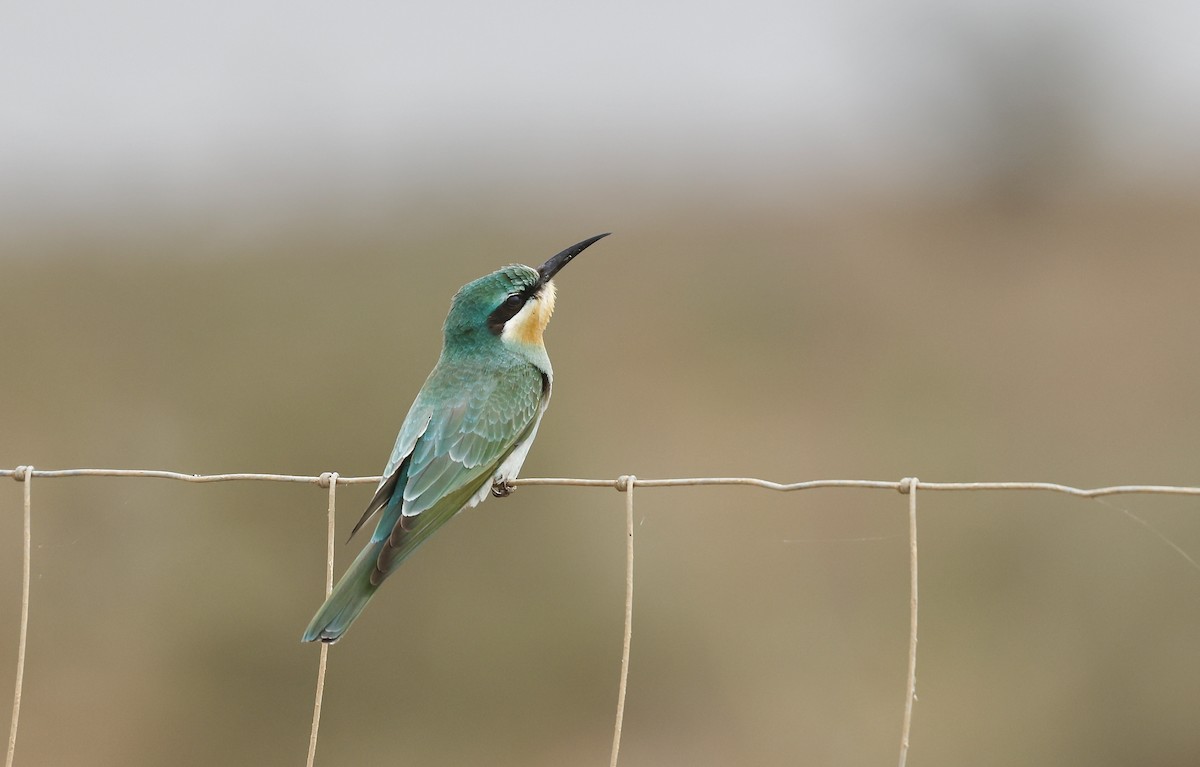 Blue-cheeked Bee-eater - ML620309627