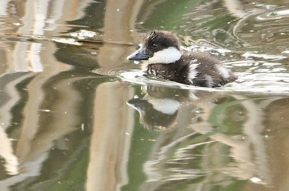 Common Goldeneye - ML620309632