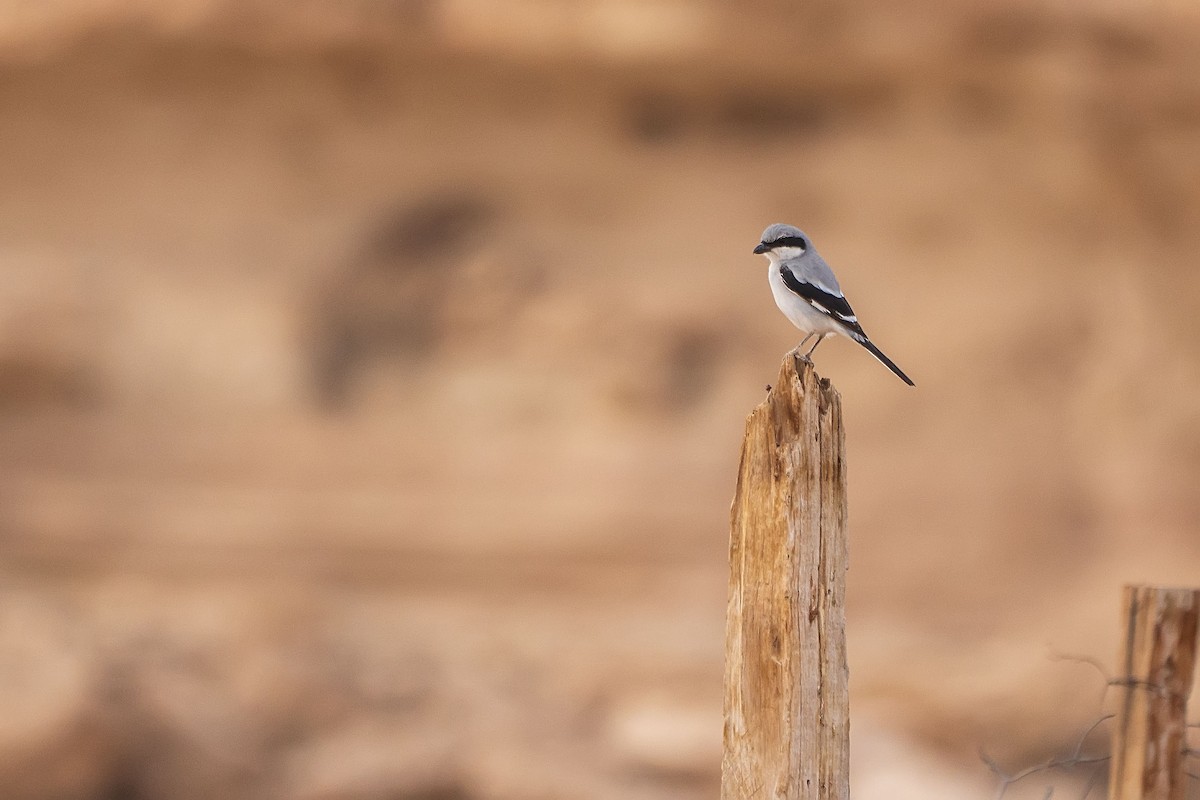 Great Gray Shrike (Arabian) - Núria Ferrer Barbany