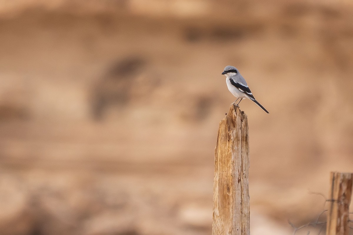 Great Gray Shrike (Arabian) - ML620309633