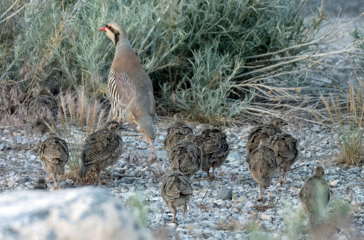 Chukar - ML620309634