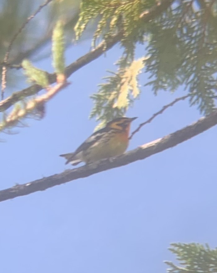 Blackburnian Warbler - ML620309635