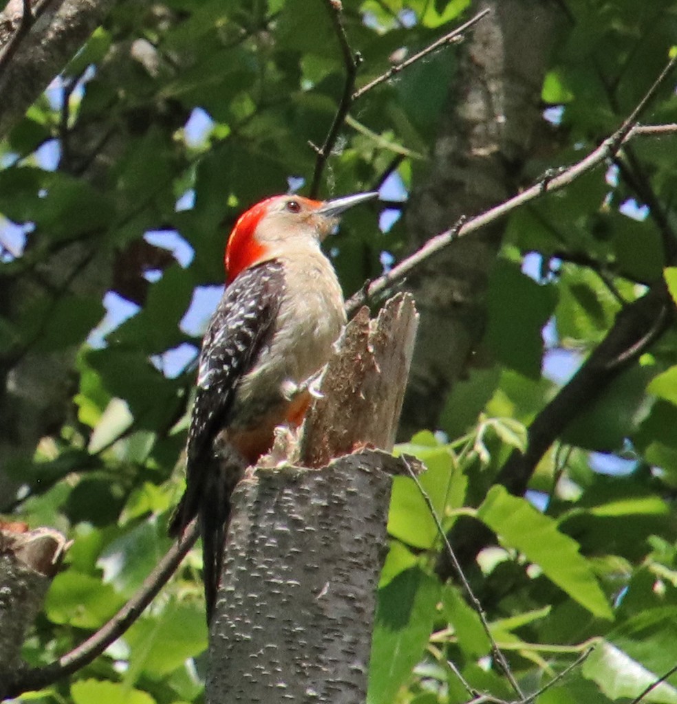 Red-bellied Woodpecker - ML620309637