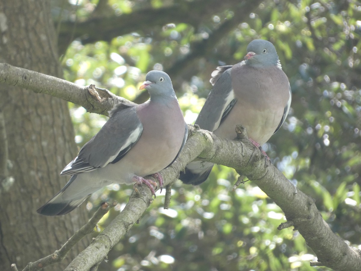 Common Wood-Pigeon - ML620309646