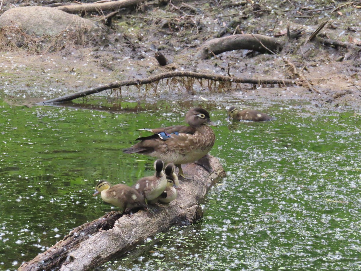 Wood Duck - ML620309653