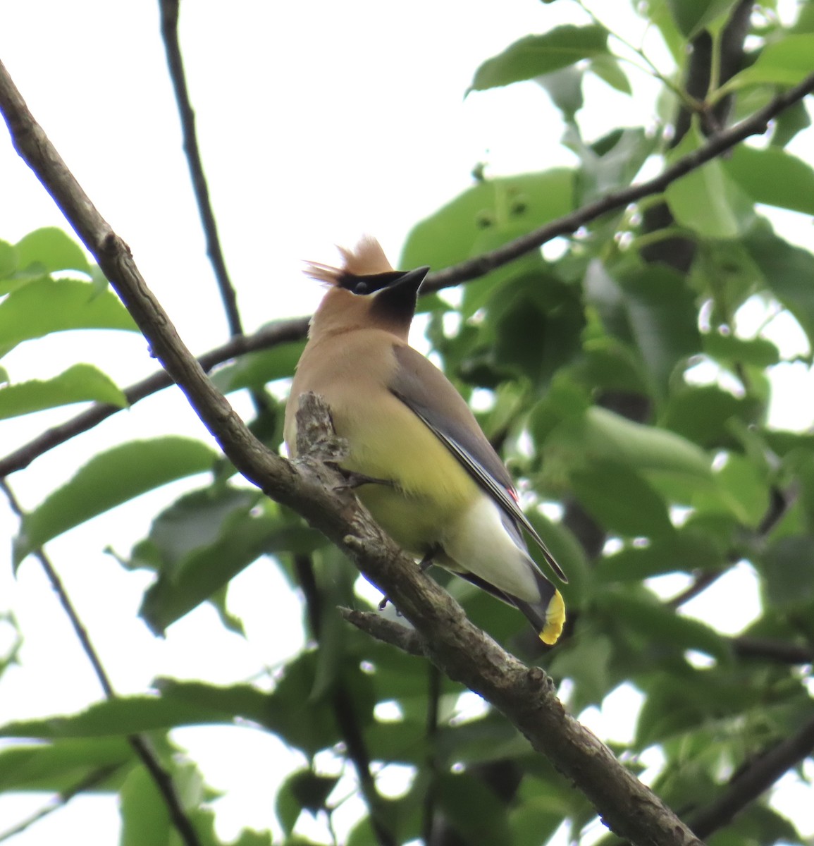 Cedar Waxwing - ML620309655