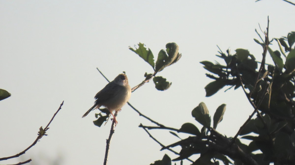 Croaking Cisticola - ML620309656