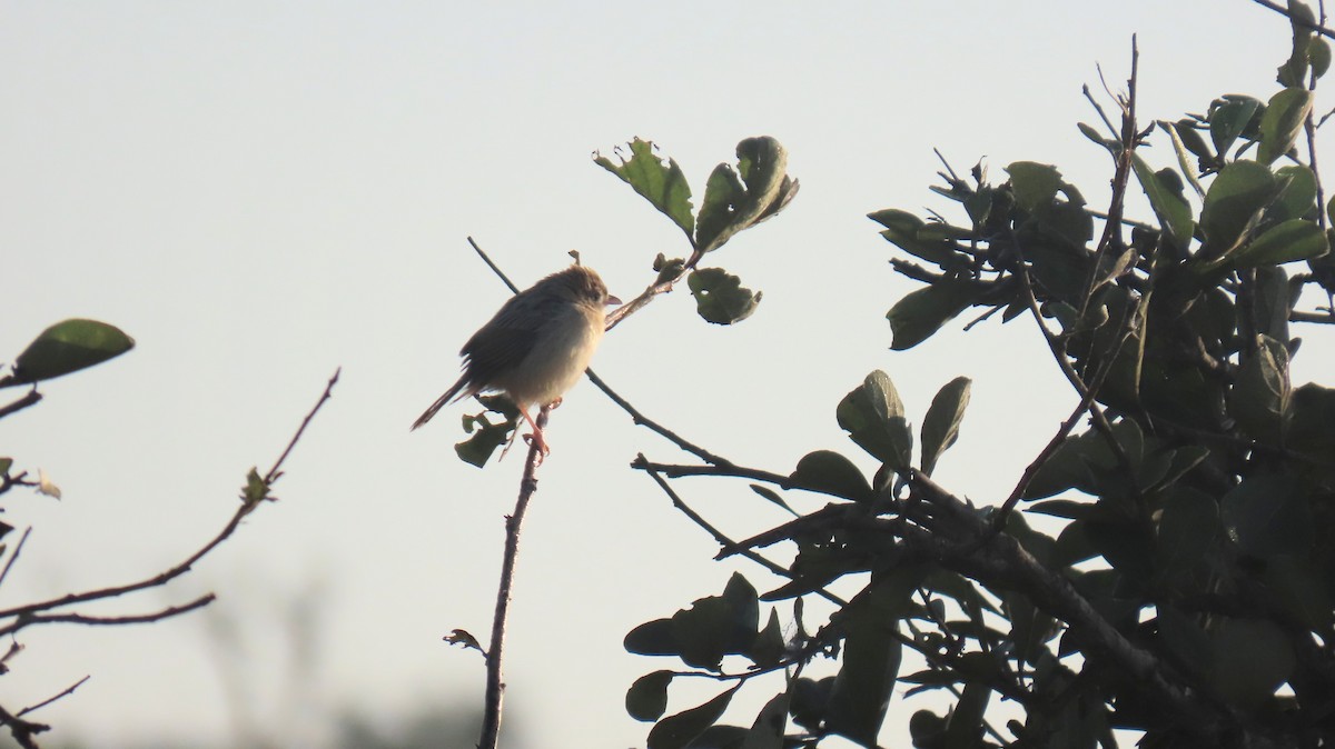 Croaking Cisticola - ML620309657