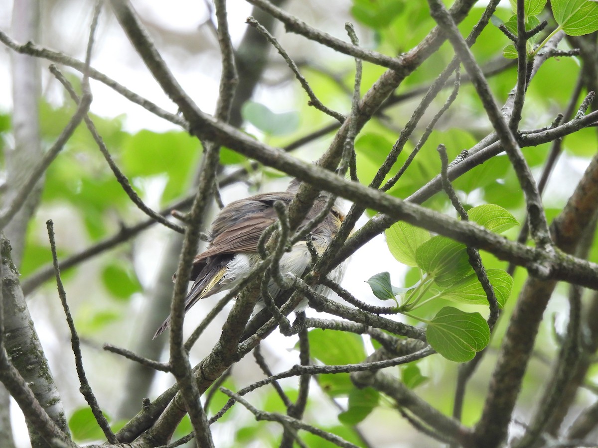 American Redstart - ML620309664