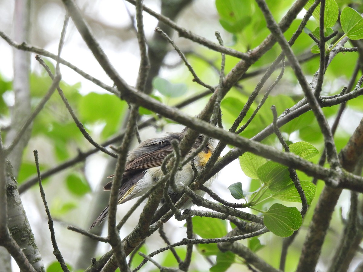 American Redstart - ML620309666