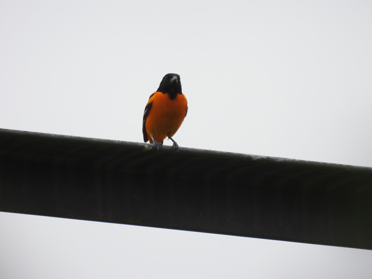 Oriole de Baltimore - ML620309670