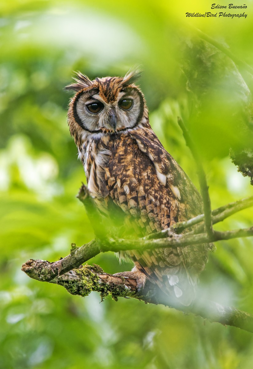 Striped Owl - ML620309674