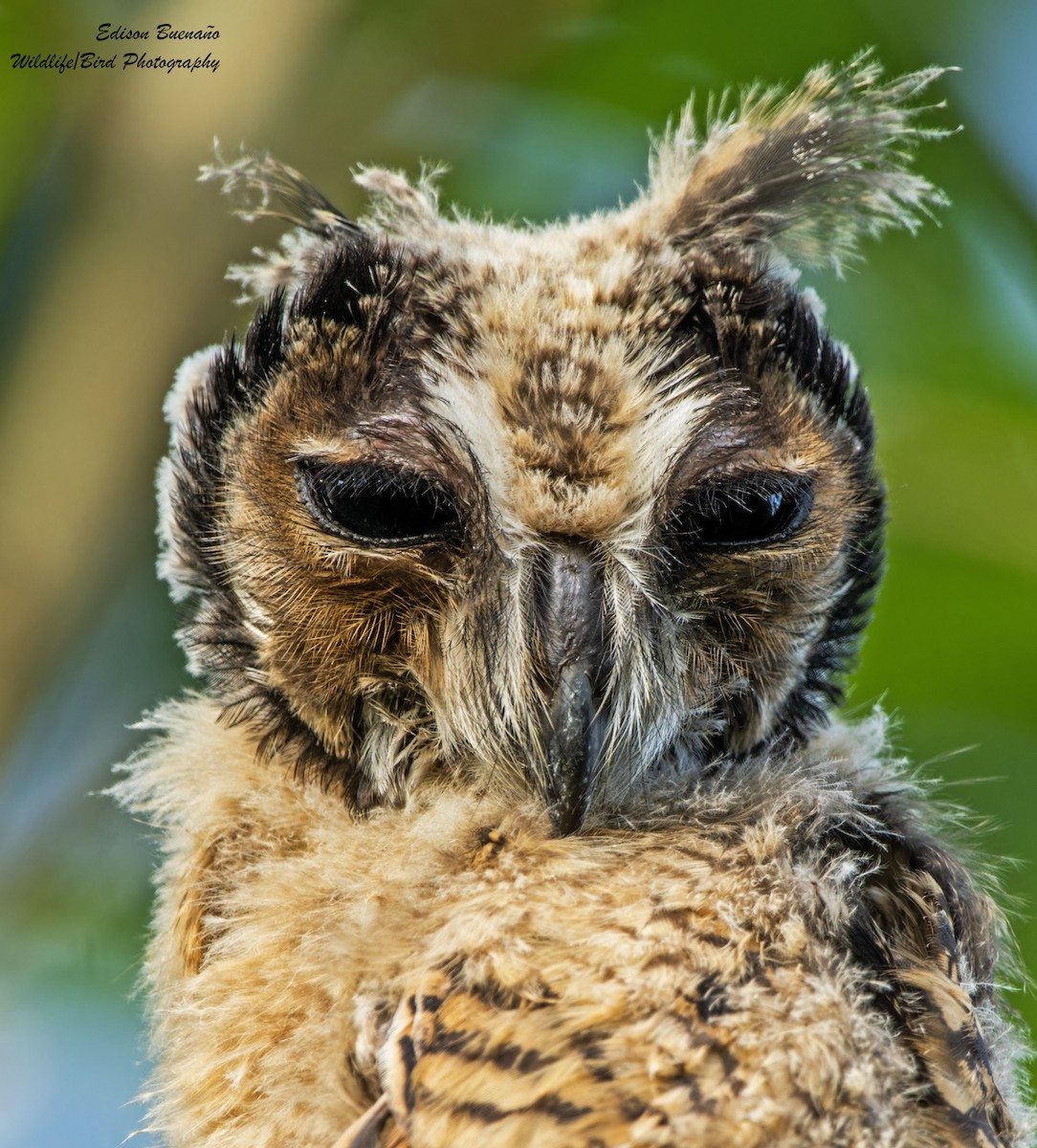 Striped Owl - Edison Buenano