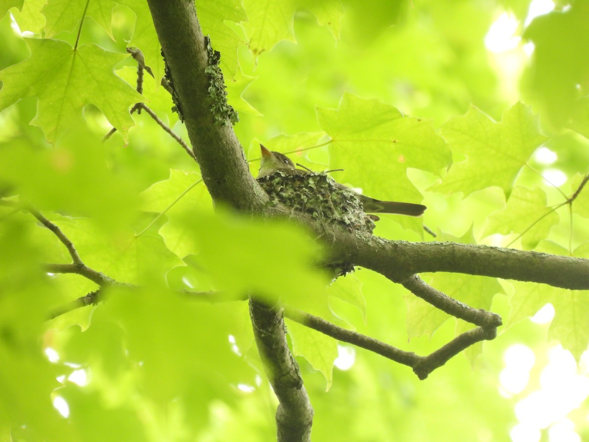 Eastern Wood-Pewee - ML620309686