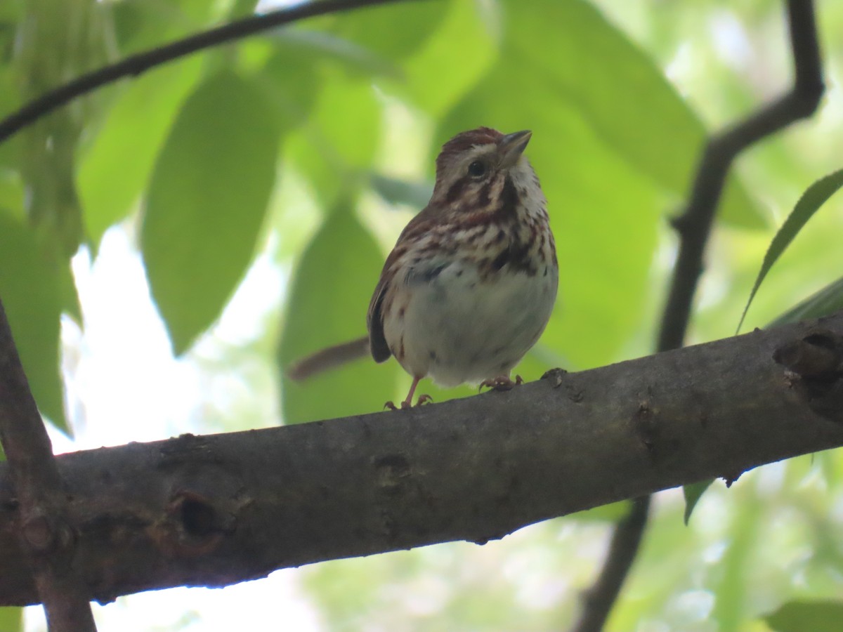 Song Sparrow - ML620309689