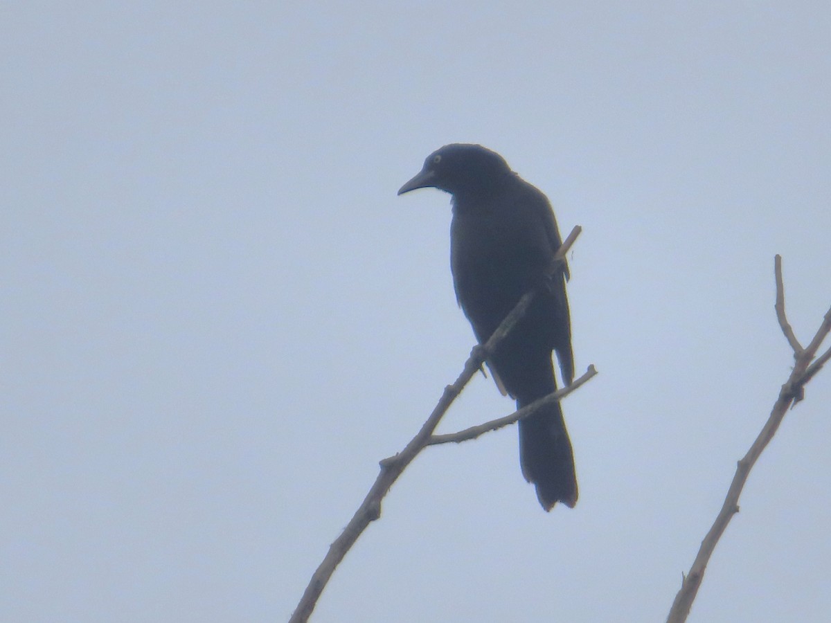 Common Grackle - ML620309692