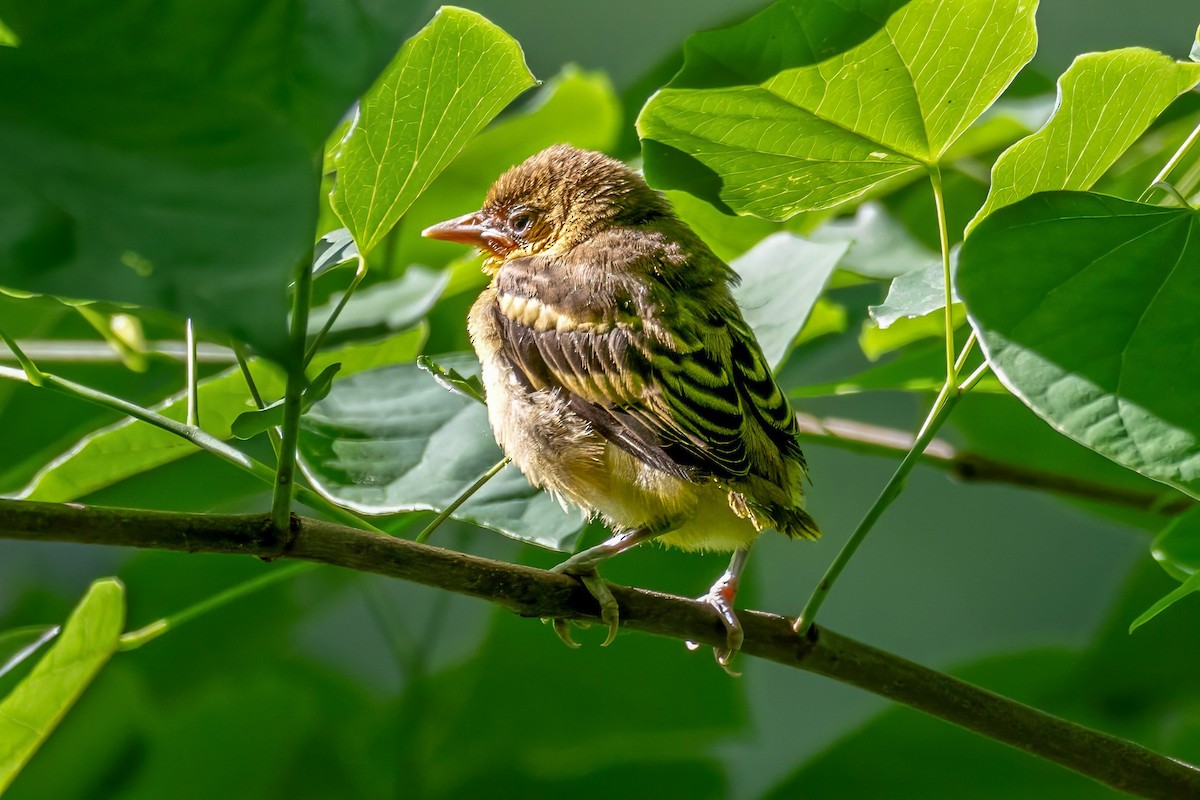 Baltimore Oriole - ML620309694