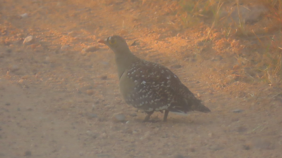 Double-banded Sandgrouse - ML620309697