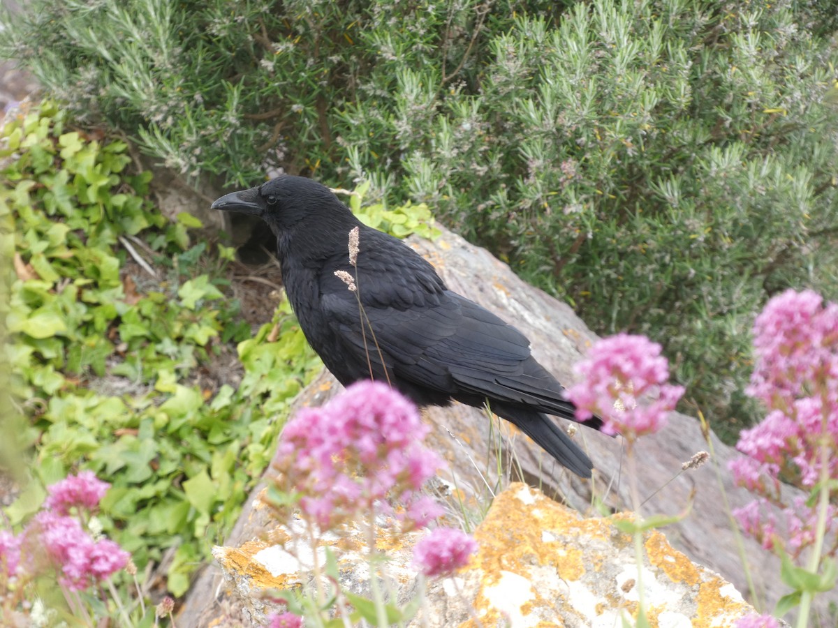 Carrion Crow - ML620309698