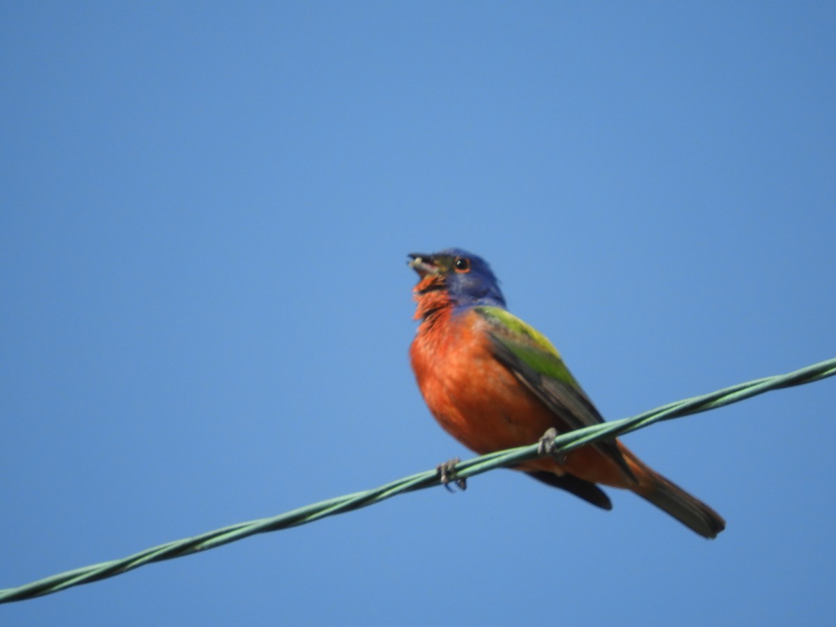 Painted Bunting - ML620309700