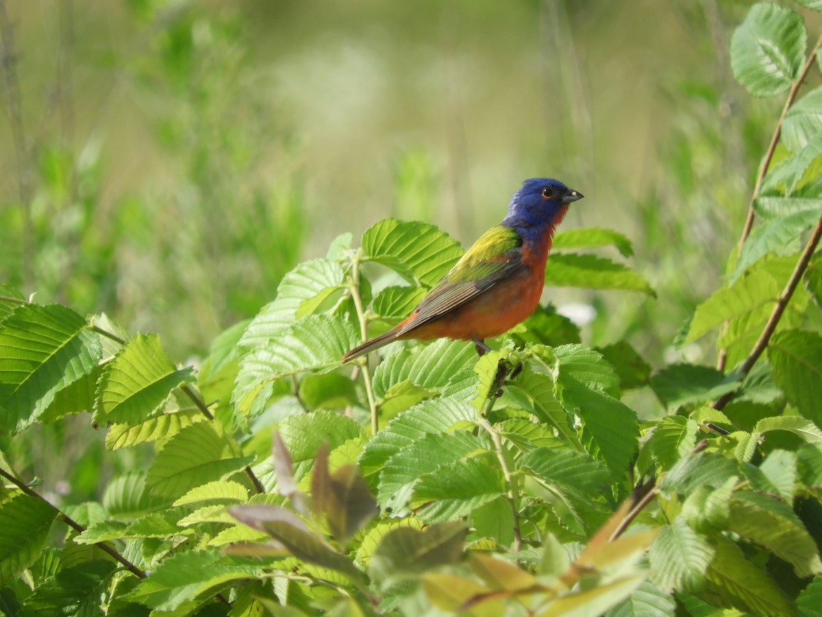 Painted Bunting - ML620309701