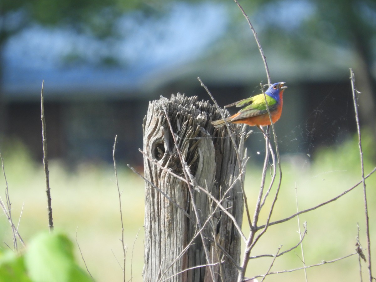 Painted Bunting - ML620309702