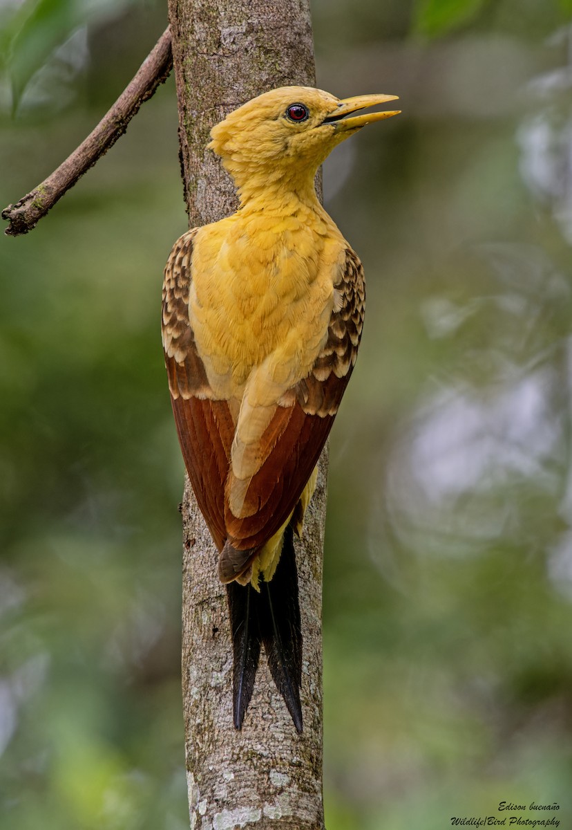 Cream-colored Woodpecker - ML620309705