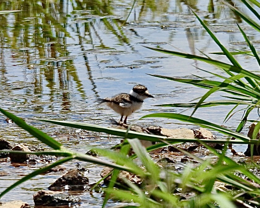 Killdeer - ML620309707