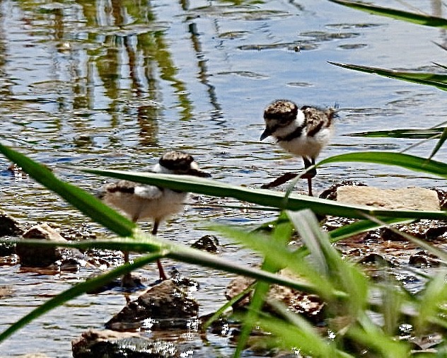 Killdeer - ML620309708