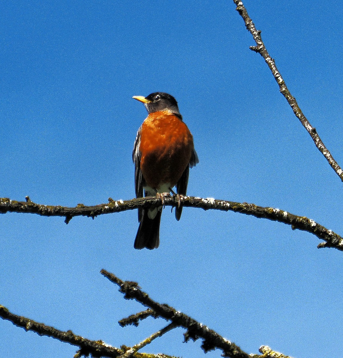 Göçmen Ardıç - ML620309712