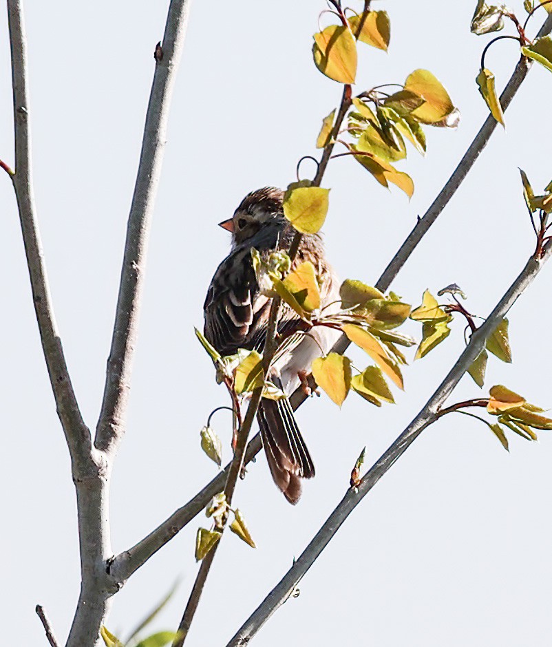 Vesper Sparrow - ML620309714