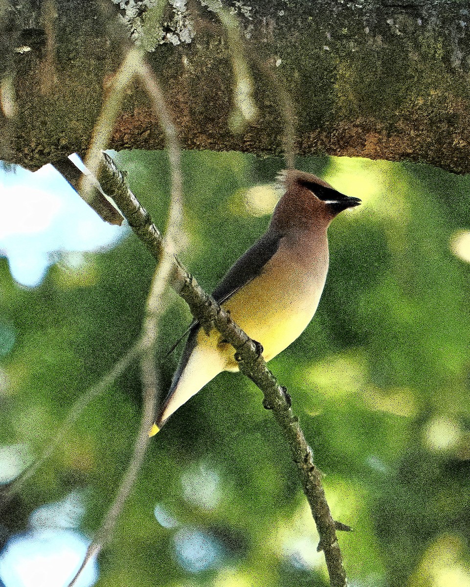 Cedar Waxwing - ML620309716