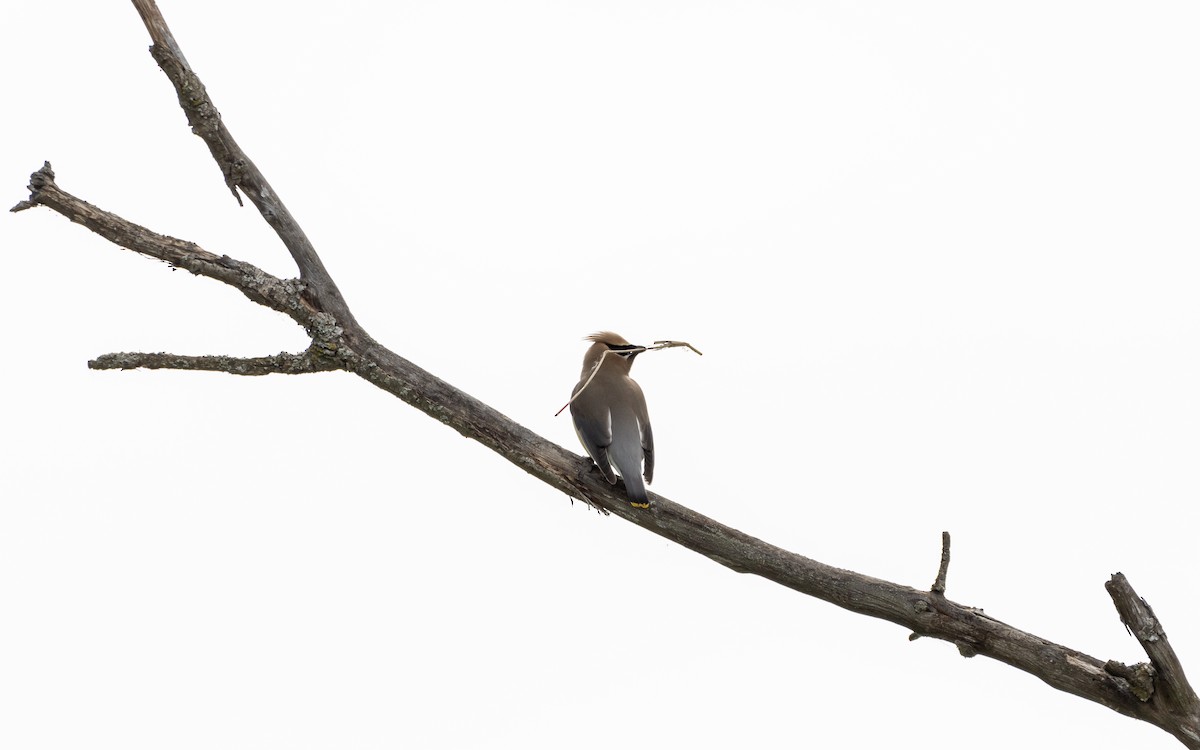 Cedar Waxwing - ML620309721