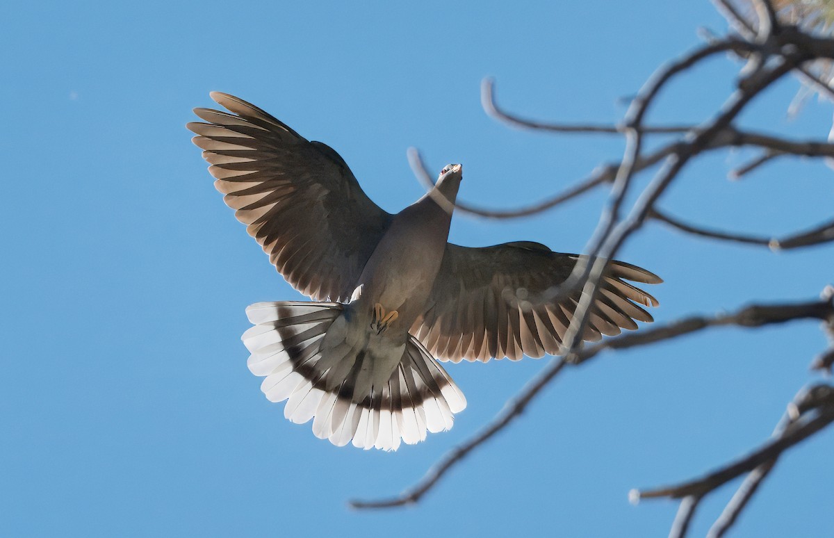 Band-tailed Pigeon - ML620309724