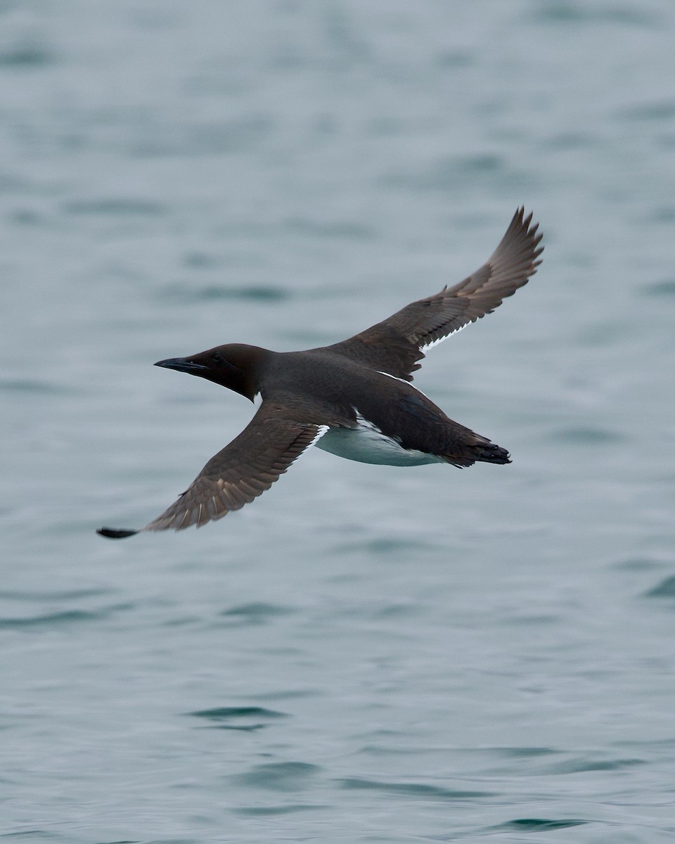 Common Murre - ML620309729