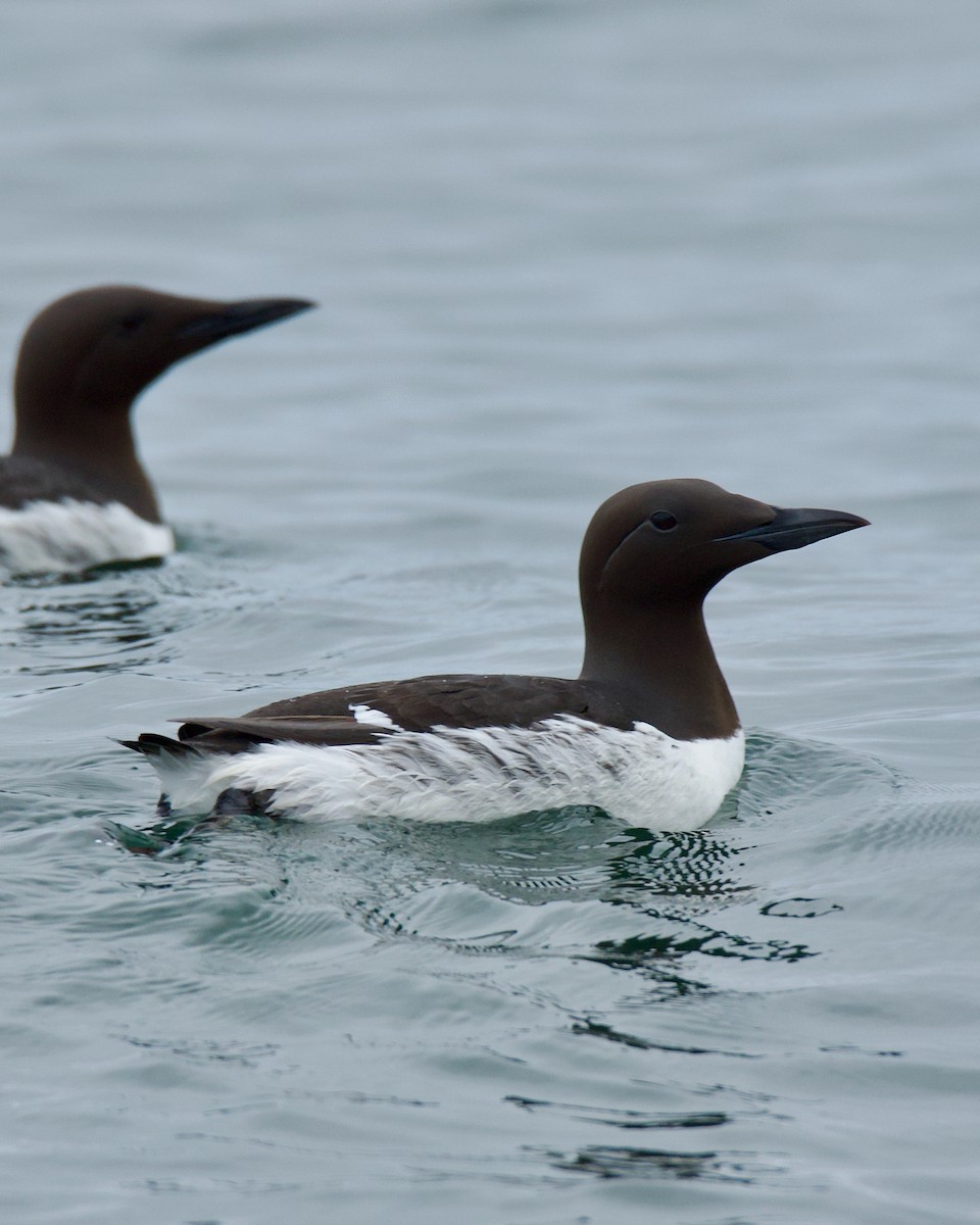 Common Murre - ML620309730