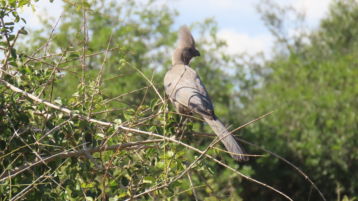 Turaco Unicolor - ML620309732