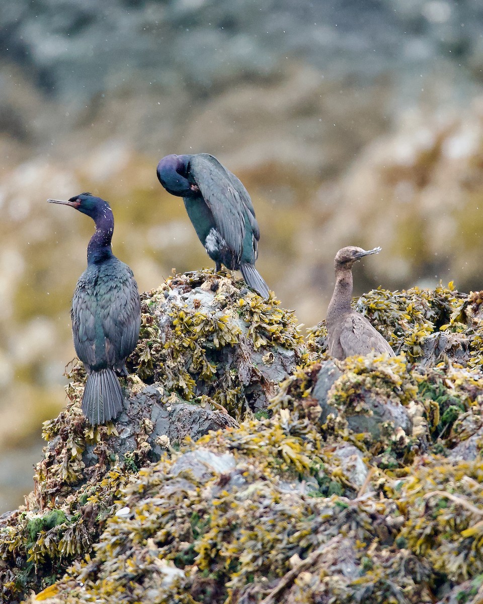 Cormorán Pelágico - ML620309740