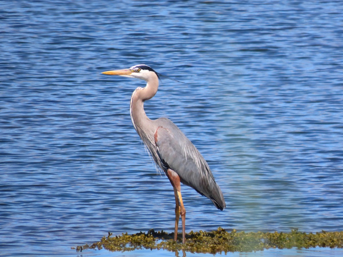 Great Blue Heron - ML620309741