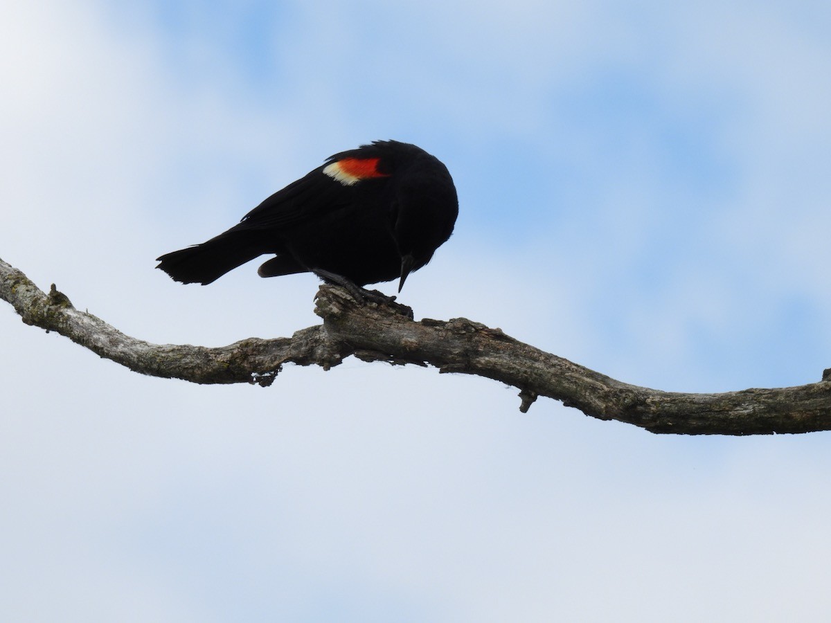 Red-winged Blackbird - ML620309742