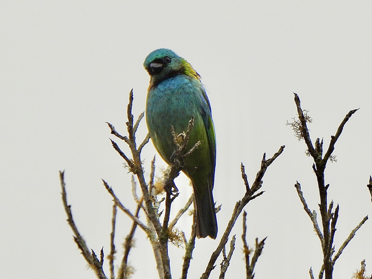 Green-headed Tanager - ML620309743