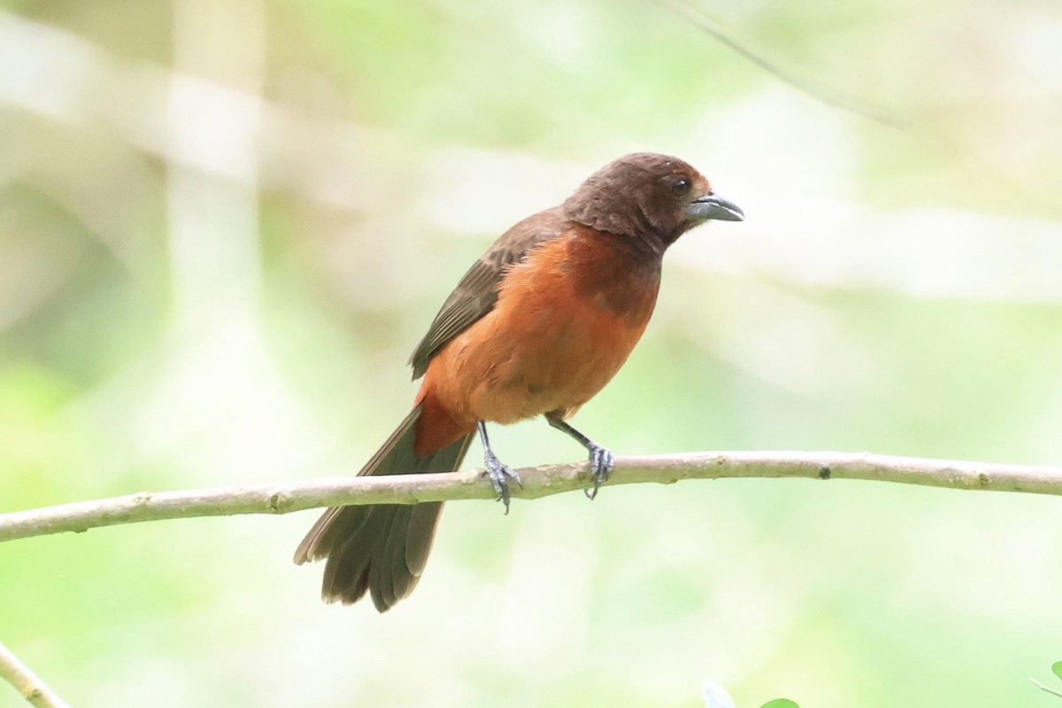 Crimson-backed Tanager - ML620309747